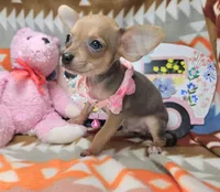 Marty (small), a male Chihuahua for sale in New York City, NY – Photo 2 of 5