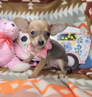Marty (small), a male Chihuahua for sale in New York City, NY – Photo 3 of 5