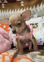 Marty (small), a male Chihuahua for sale in New York City, NY – Photo 1 of 5
