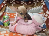 Marty (small), a male Chihuahua for sale in New York City, NY – Photo 4 of 5