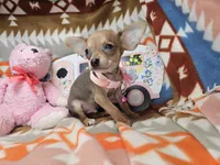 Marty (small), a male Chihuahua for sale in New York City, NY – Photo 5 of 5