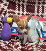 Odessa (hold)(small 4 ⅓ lb), a female Chihuahua for sale in New York City, NY – 2 of 10