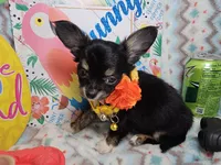 Elroy (LH) T-cup, a male Chihuahua for sale in New York City, NY – 5 of 7
