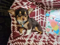 Quincy (Tri LH Small), a male Chihuahua for sale in New York City, NY – 4 of 7