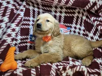 Mr. Russet, a male Golden Retriever for sale in New York City, NY – 4 of 4