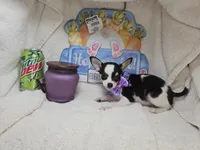 Khaleesi (Tri), a female Chihuahua for sale in New York City, NY – Photo 4 of 5