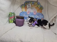 Khaleesi (Tri), a female Chihuahua for sale in New York City, NY – Photo 5 of 5