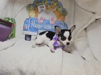 Khaleesi (Tri), a female Chihuahua for sale in New York City, NY – Photo 3 of 5