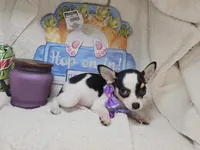 Khaleesi (Tri), a female Chihuahua for sale in New York City, NY – Photo 2 of 5