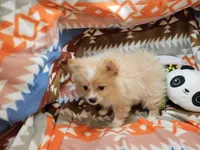 Charlotte (small Cream), a female Pomeranian for sale in New York City, NY – Photo 3 of 5