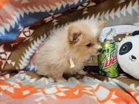 Charlotte (small Cream), a female Pomeranian for sale in New York City, NY – Photo 5 of 5