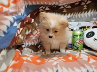 Charlotte (small Cream), a female Pomeranian for sale in New York City, NY – Photo 4 of 5