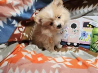 Charlotte (small Cream), a female Pomeranian for sale in New York City, NY – Photo 1 of 5
