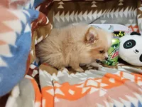 Charlotte (small Cream), a female Pomeranian for sale in New York City, NY – Photo 2 of 5