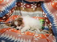 Carrie (Golden Party), a female Pomeranian for sale in New York City, NY – Photo 4 of 4