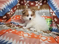 Carrie (Golden Party), a female Pomeranian for sale in New York City, NY – Photo 1 of 4