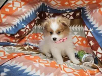 Carrie (Golden Party), a female Pomeranian for sale in New York City, NY – Photo 2 of 4