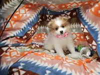 Carrie (Golden Party), a female Pomeranian for sale in New York City, NY – Photo 3 of 4