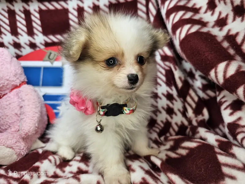 Frieda (small 4½ lbs) – Pomeranian puppy for sale in New York City, NY
