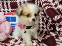 Frieda (small 4.5lbs), a female Pomeranian for sale in New York City, NY – 5 of 5