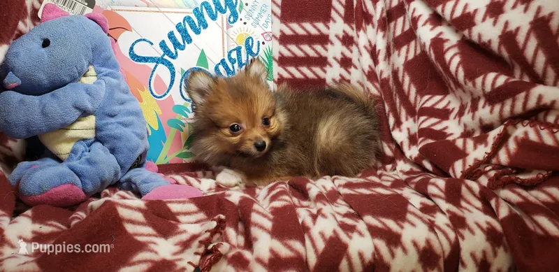 Leo  – Pomeranian puppy for sale in New York City, NY