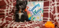 Lex, a male Pomeranian for sale in New York City, NY – 5 of 6
