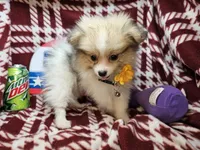Fiona (Party), a female Pomeranian for sale in New York City, NY – 4 of 5