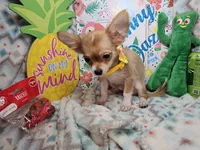 Sully (LH), a male Chihuahua for sale in New York City, NY – 2 of 7
