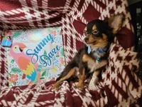 Quincy (Tri LH Small), a male Chihuahua for sale in New York City, NY – 3 of 7