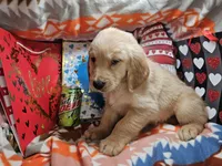 Gus (Hold), a male Golden Retriever for sale in New York City, NY – Photo 3 of 3