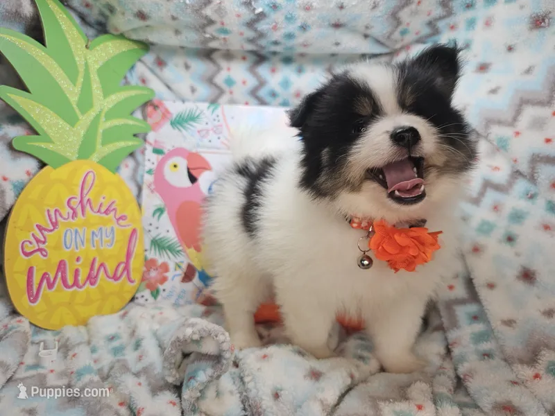 Button (Tri-color) – Pomeranian puppy for sale in New York City, NY