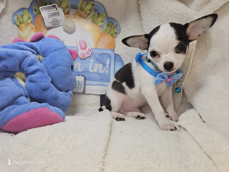 Kingston  – Chihuahua puppy for sale in New York City, NY