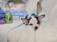 Kingston , a male Chihuahua for sale in New York City, NY – Photo 2 of 8