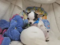 Kingston , a male Chihuahua for sale in New York City, NY – Photo 7 of 8