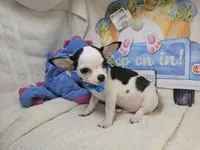 Kingston , a male Chihuahua for sale in New York City, NY – Photo 3 of 8