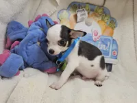 Kingston , a male Chihuahua for sale in New York City, NY – Photo 5 of 8