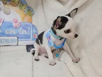 Kingston , a male Chihuahua for sale in New York City, NY – Photo 6 of 8