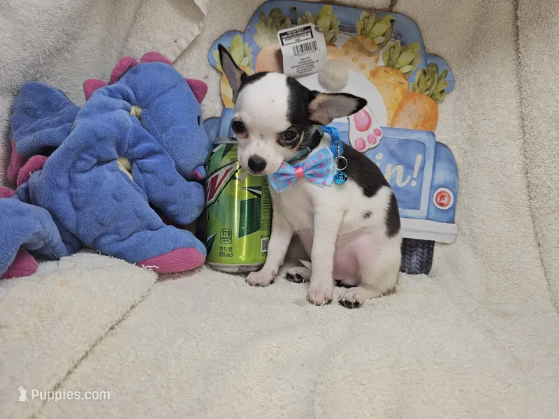 Kobe (Tri color) – Chihuahua puppy for sale in New York City, NY