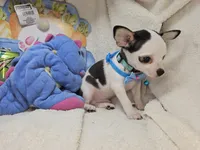 Kingston , a male Chihuahua for sale in New York City, NY – Photo 8 of 8