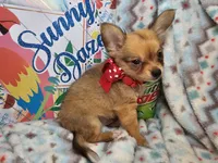 Expresso (LH), a male Chihuahua for sale in New York City, NY – 5 of 6