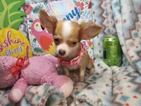 Samantha (LH) T-Cup, a female Chihuahua for sale in New York City, NY – 5 of 7