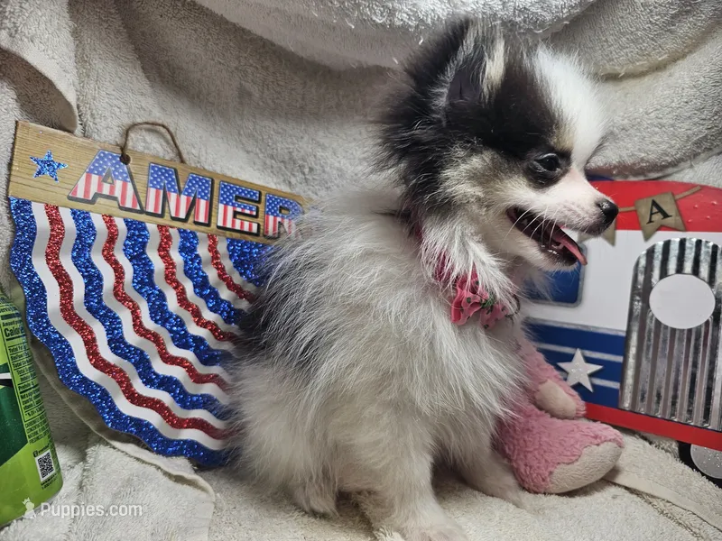 Iris (small) (Tri-color) – Pomeranian puppy for sale in New York City, NY
