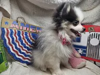 Iris (small) (Tri-color), a female Pomeranian for sale in New York City, NY – 1 of 10