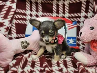 Goldie (F LH T-cup), a female Chihuahua for sale in New York City, NY – 7 of 7