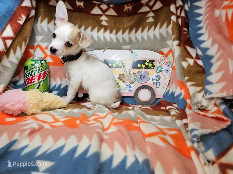 Jester – Chihuahua puppy for sale in New York City, NY