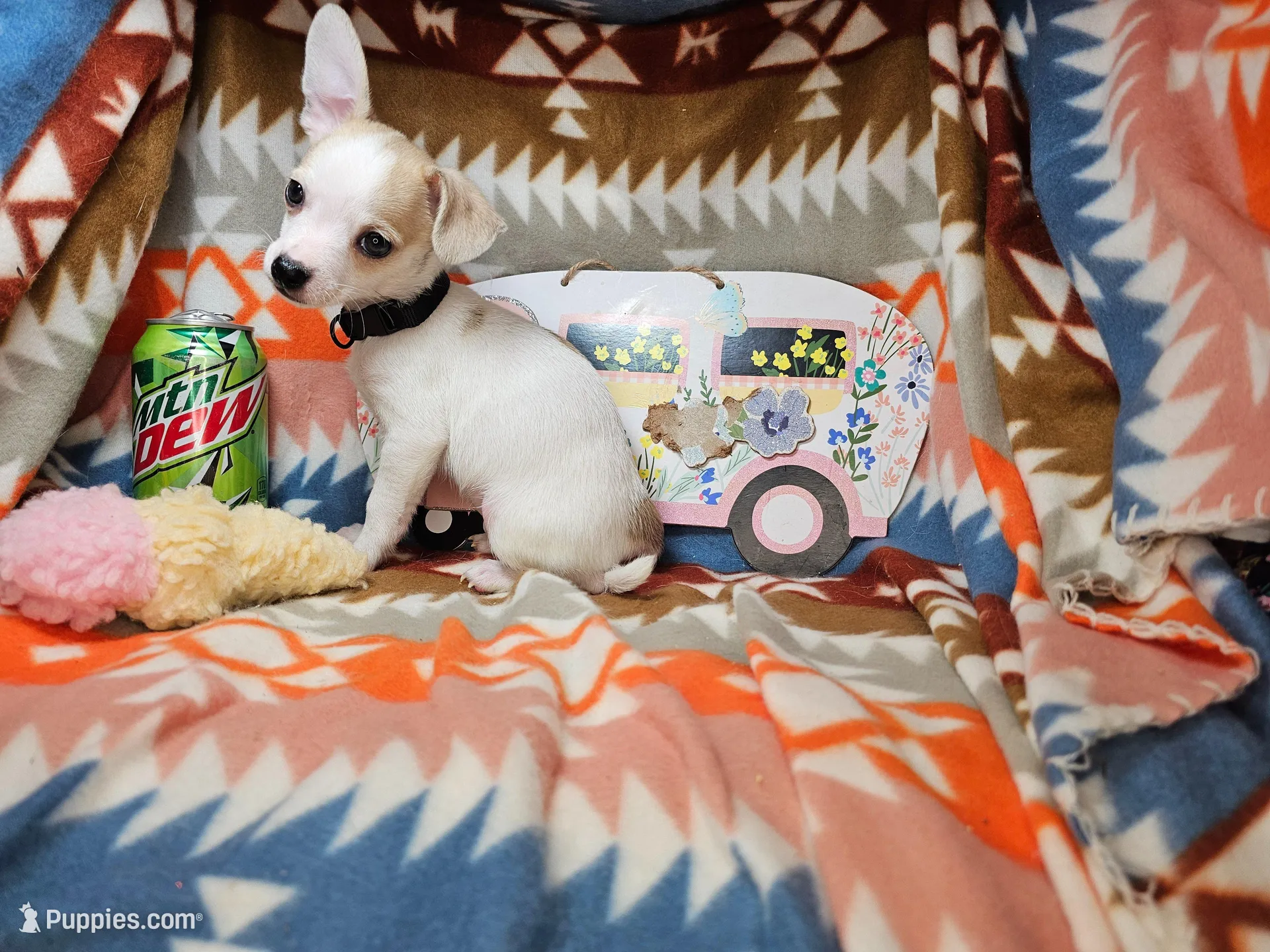 Jester, a male Chihuahua for sale in New York City, NY – Photo 1 of 6