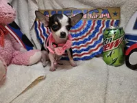 Pixy (T-Cup tri-color), a female Chihuahua for sale in New York City, NY – 5 of 5