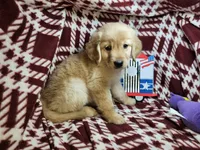 Betty Blueberry , a female Golden Retriever for sale in New York City, NY – 2 of 6