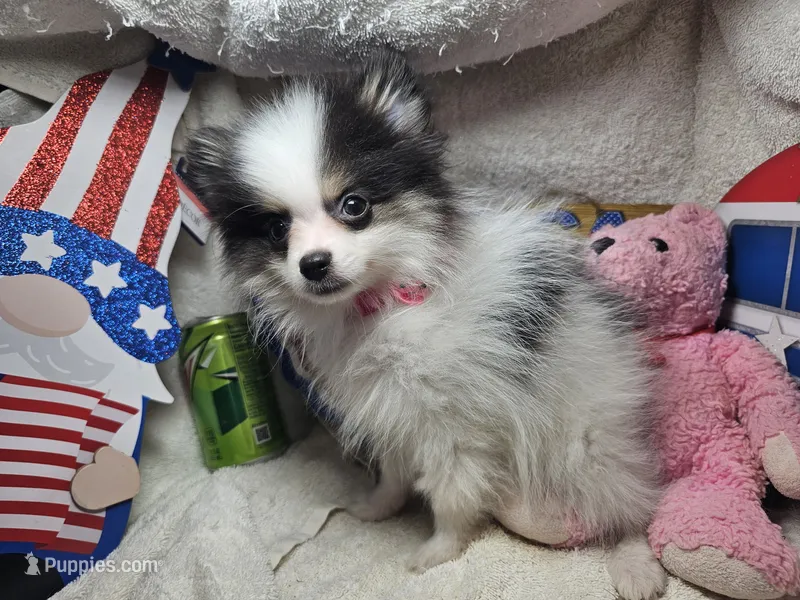 Iris (small) (Tri-color) – Pomeranian puppy for sale in New York City, NY