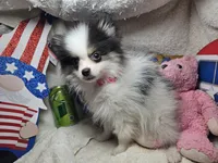 Iris (small) (Tri-color), a female Pomeranian for sale in New York City, NY – 2 of 10